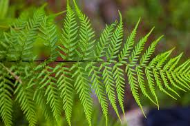 Image result for Pityrogramma