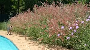 Image result for Diheteropogon amplectens