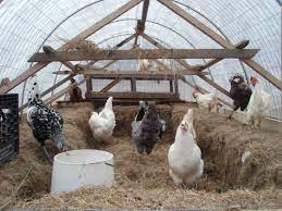 10 tips on caring for chickens in cold winter weather homestead and chill chicken coop chickens in the winter chickens