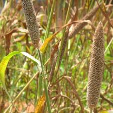 Image result for Cenchrus americanus