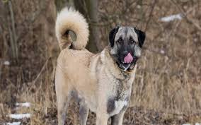 Coban kopegi, karabas, perro de pastor de anatolia. Anatolian Shepherd Temperament And Personality Child Friendly And Protective