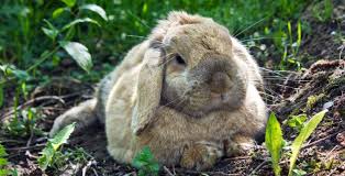 How To Make Your Garden Pet Friendly Pets Cute Animals Pet Friendly