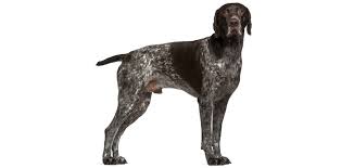 The german shorthaired pointer is written by a breed expert and includes a special chapter on training by dr. Breed German Shorthaired Pointer Seattle Purebred Dog Rescue