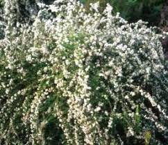 Image result for Eriocephalus