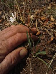 Image result for Lactuca inermis