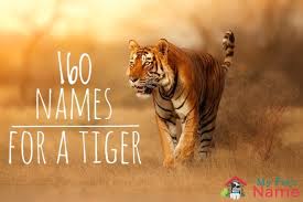 Tiger Names The A To Z Of 160 Terrific Terrifying Names For A Tiger My Pet S Name