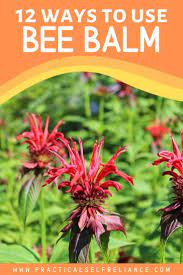 Pin On Bee Balm