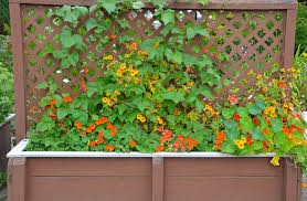We did not find results for: 5 Best Trellis Planters For Climbing Plants Horticulture Co Uk