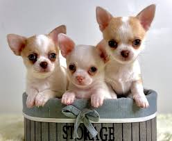 About the kennel chihuahua JudiTeilor FCI – Delivery of puppies from our  kennel all over the world! - Chihuahua kennel Europe / United States  JudiTeilor FCI 😍 club chihuahua puppy / Chiwawa