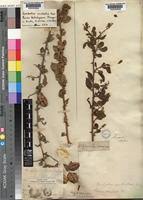 Image result for Combretum holstii