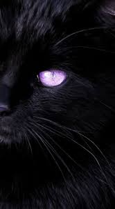 Beautiful Black Cat With Purple Eyes Pin By Celia Olson On Animals Cat Aesthetic Creepy Cat Beautiful Cats