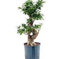 Ficus microcarpa 'Compacta'