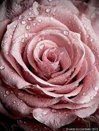 Red Roses Info Select Plant Types That Generate A Relatively High Yield Redroses Beautiful Flowers Pink Flowers Beautiful Roses