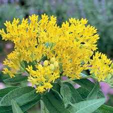 Asclepias Hello Yellow Asclepias Yellow Butterfly Flower Seeds