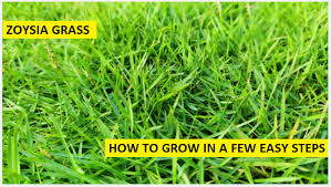 You could install zoysia grass yourself. Zoysia Grass How To Grow In A Few Easy Steps 2021 E Agrovision