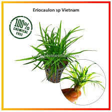 Image result for Eriocaulon transvaalicum