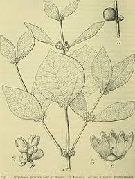 Image result for Strychnos henningsii
