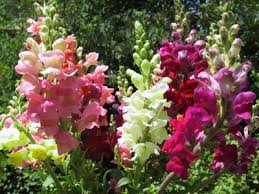 How to pick rocket from garden. Pin On Garden