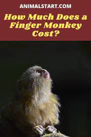 How Much Does A Finger Monkey Cost Complete Cost Guide Finger Monkey Monkey Finger