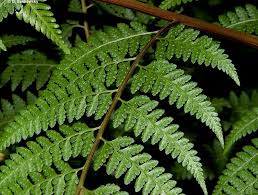 Image result for Microlepia