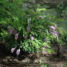 Image result for Indigofera dyeri