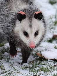 Opossum In Snow Virginia Opossum North America S Only Marsupial Walking In Sh Sponsored Paid Paid Virginia Animals Wild Animals Beautiful Opossum