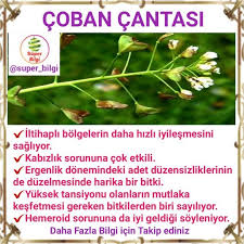 Coban Cantasi Bitkisi Dogal Saglik Saglikli Yasam Saglik