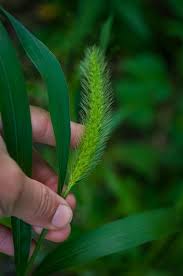 Image result for Setaria grandis