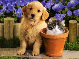 Hide and seek who would have ever thought that a cat and dog would be hide and seek buddies? Puppy And Kittens Wallpapers Wallpaper Cave