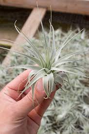 Image result for Tragia gardneri