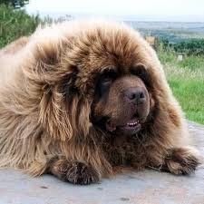 Veterinary Medicine Diseases Of Dogs And Cats Reviews Facebook