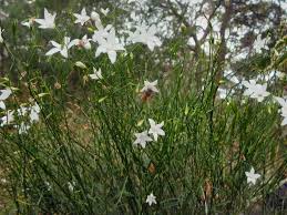 Does well in a wide range of soils. Wahlenbergia Stricta White Mist Flax Lily Gardening With Angus