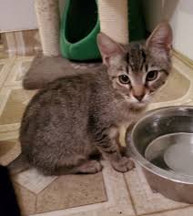 Buying kittens for sale and cats for sale could cost hundreds of dollars; Cats For Adoption Mo4paws