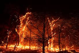 Image result for tbn:XVFRz-6Maj2JLM::www.jolmag.co.za/wildfire/images/Logos/vuvuzela_header.jpg