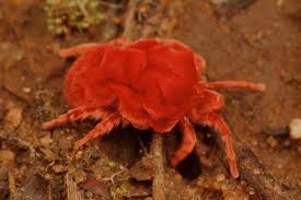 Image result for red mite