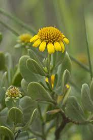 Un espacio creado para el trabajo colectivo, el conocimiento científico, la socialización del. Saladillo Borrichia Frutescens Naturalista Co