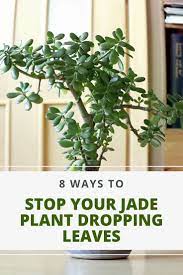 How To Stop Your Jade Plant Dropping Leaves Causes And Solutions To Leaf Drop In Jade Plants Crassula Ovata Jadeplant C Jade Plants Plants Jade Plant Care