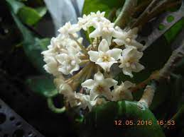 Hoya Arnottiana Hoya Plants Guava Tree Plants