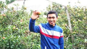 Mereka dapat memiliki banyak biji di dalamnya seperti. Cara Budidaya Apel Paling Lengkap Terbukti Hasil Panen Meningkat 73