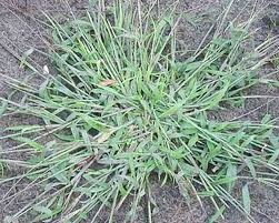 Image result for Digitaria sanguinalis