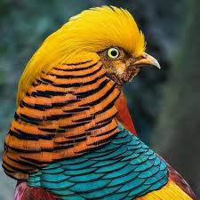 wonder of wings wonderofwings instagram photos and videos