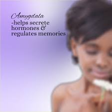 Which part of the brain regulates emotions, such as fear and aggression? A.  Cerebrum B. Cerebellum C. Amygdala D. Hippocampus Kindly please follow  Anatomist Vitalis for more, like, share, and comment also.