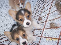 We have corgi puppies for sale some will be great for herding or a member of your family. Corgi Puppies Pets And Animals Forsale Texas