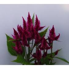 Celosia Spicata Celway Purple Celosia Plant Beautiful Blooms Ornamental Plants