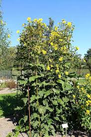 Image result for Chlorophytum perfoliatum