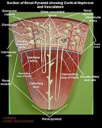 By dr tahir a siddiqui ( consultant sonologist ) at main market, model town gujranwala. Iis 7 5 Detailed Error 404 0 Not Found Renal Physiology Human Anatomy And Physiology Kidney Anatomy