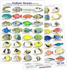 indian ocean reef fish id card waterproof double sided card