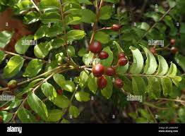 Image result for Clausena anisata