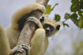 Image result for Salacia madagascariensis