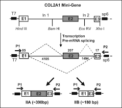 Rna splicing is the biological process that removes the introns from the primary rna transcript while ligating the exons together in eukaryotes. Alternative Splicing Of Type Ii Procollagen Exon 2 Is Regulated By The Combination Of A Weak 5 Splice Site And An Adjacent Intronic Stem Loop Cis Element Journal Of Biological Chemistry
